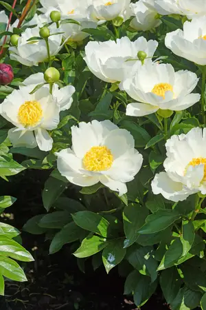 Paeonia Jan van Leeuwen