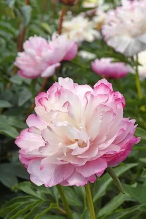 Paeonia Joker | 15 pce