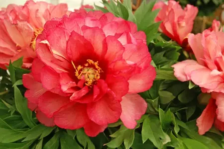 Paeonia Julia Rose | 5 pce