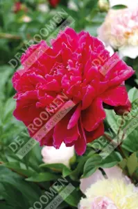 Paeonia Kansas | 40 pce