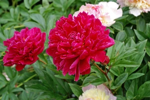 Paeonia Kansas