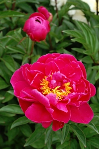 Paeonia Karl Rosenfield