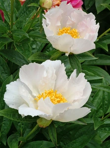 Paeonia Krinkled White