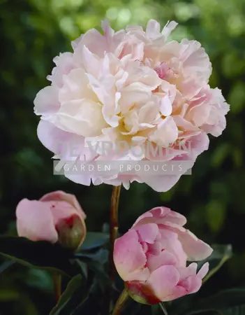 Paeonia Lady Alexandra Duff | 15 pce