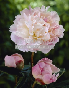 Paeonia Lady Alexandra Duff