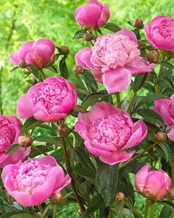 Paeonia Lady Anna