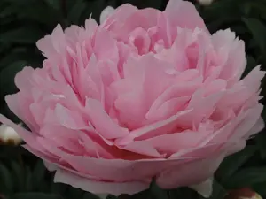 Paeonia Lady Orchid