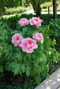 Paeonia Lavender