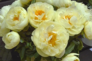 Paeonia Lemon Chiffon