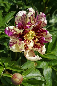 Paeonia Lollipop