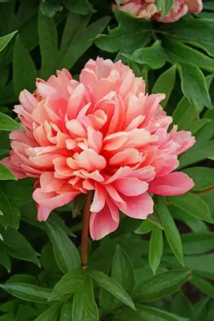 Paeonia Lorelei | 15 pce