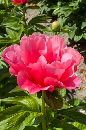 Paeonia Lovely Rose