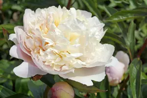 Paeonia Madame Calot | 15 pce