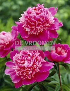 Paeonia Madame Debatene | 15 pce