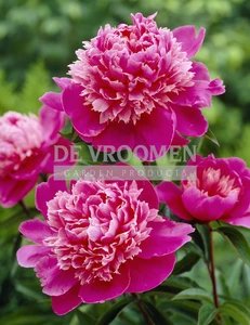 Paeonia Madame Debatene