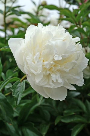 Paeonia Marie Lemoine