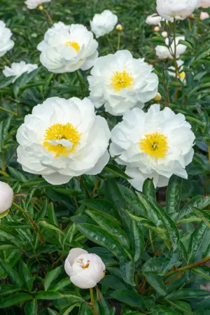 Paeonia Miss America | 15 pce