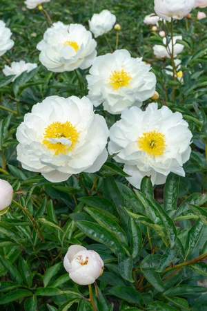 Paeonia Miss America