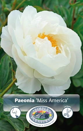 Paeonia Miss America | 15 pce