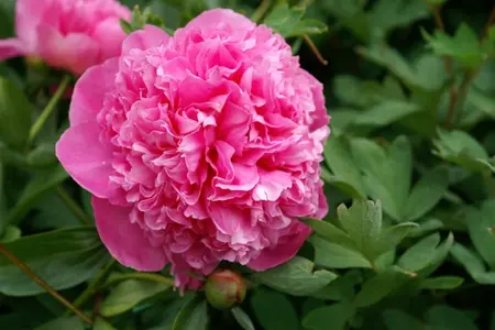 Paeonia Monsieur Jules Elie | 15 pce