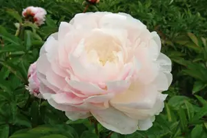 Paeonia Moon River | 15 pce