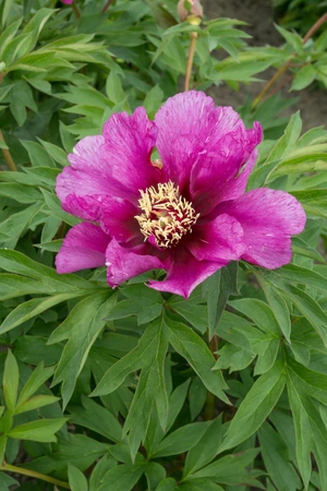 Paeonia Morning Lilac