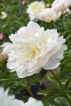 Paeonia My Love