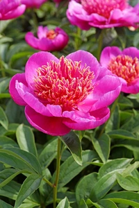 Paeonia Neon | 15 pce