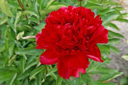 Paeonia Paul M. Wild | 15 pce