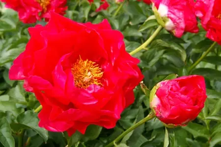 Paeonia Paula Fay | 15 pce