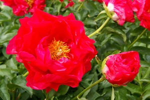 Paeonia Paula Fay