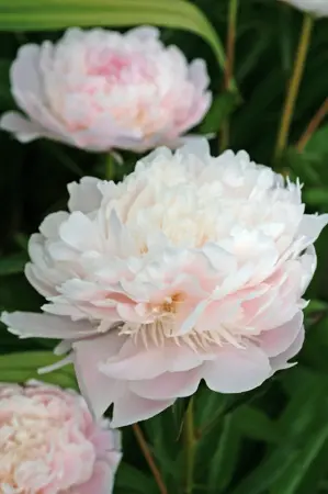 Paeonia Pecher | 15 pce