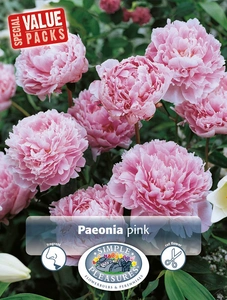 Paeonia Peony Hardy Pink | Capper 5 x 16