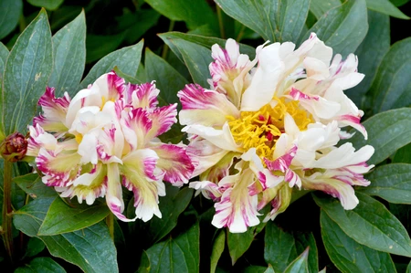 Paeonia Peppermint Patti