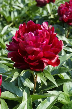 Paeonia Peter Brand | 15 pce