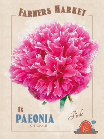 Paeonia Pink | 12 pce