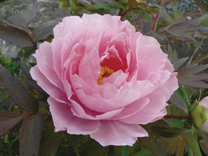 Paeonia Pink