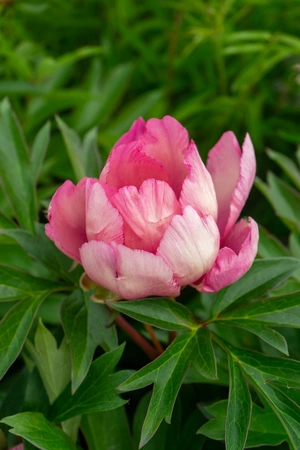 Paeonia Pink Double Dandy