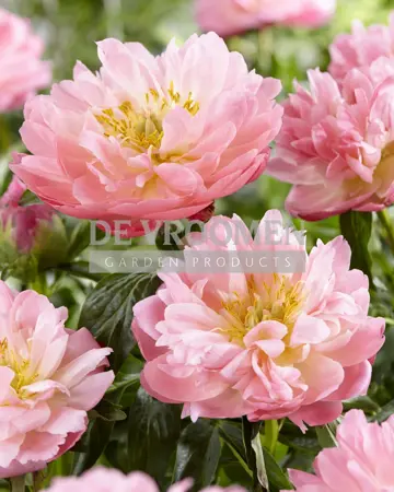 Paeonia Pink Hawaiian Coral | 15 pce