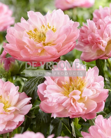 Paeonia Pink Hawaiian Coral