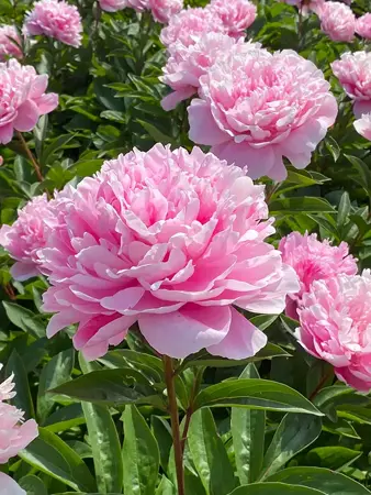 Paeonia Pink Parfait | 15 pce