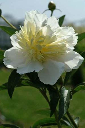 Paeonia Primevere