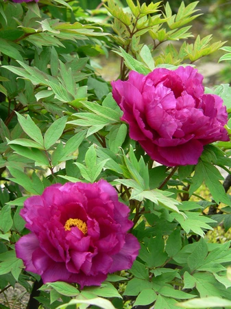 Paeonia Purple