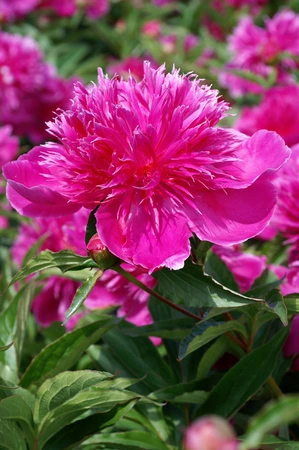 Paeonia Purple Spider