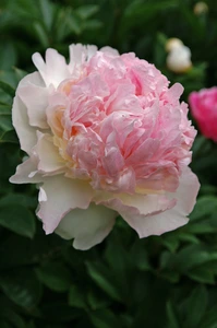 Paeonia Raspberry Sundae