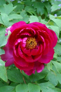 Paeonia Red