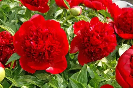 Paeonia Red Charm | 15 pce