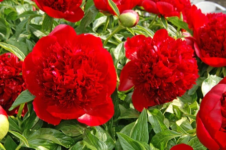 Paeonia Red Charm