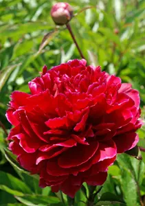 Paeonia Red Sarah Bernhardt | 15 pce