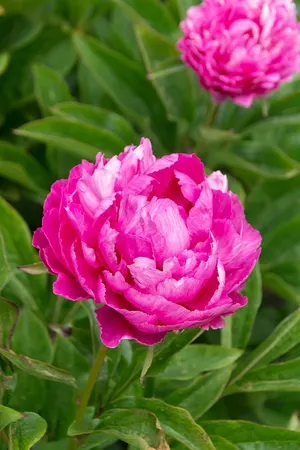 Paeonia Riches and Fame